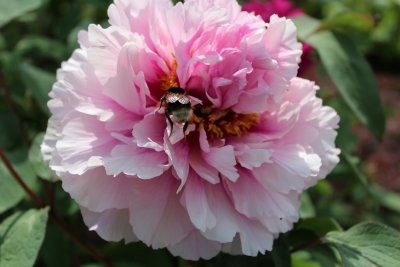 Paeonia suffruticosa - pivoňka keřovitá - květ